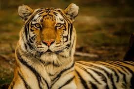Harimau