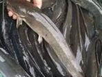 Ikan lele