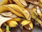 Kulit pisang