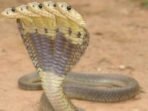 Ular cobra berkepala 5