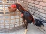 Ayam Bangkok