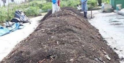 Inovasi ramah lingkungan! Kulit kopi disulap jadi pupuk organik, bantu suburkan tanah sekaligus tingkatkan pendapatan petani.