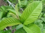 Daun jambu biji