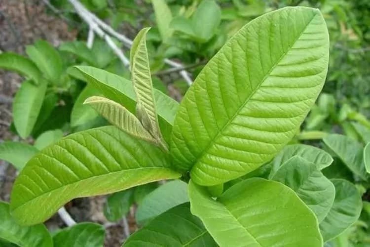 Daun jambu biji