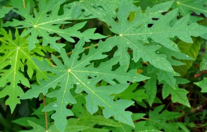 Kelola gula darah dengan herbal alami: daun insulin, sirsak, salam, pepaya, dan manggis.