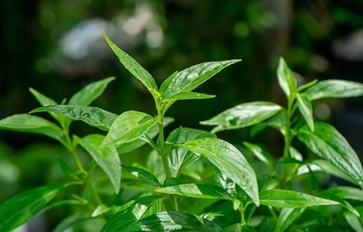 Obat kesehatan herbal