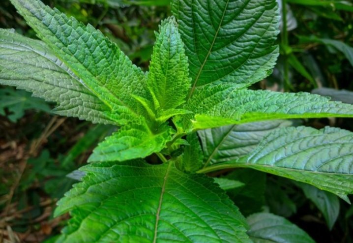 Kesehatan