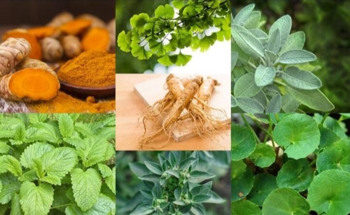 kekayaan alam berkhasiat. Ribuan tanaman obat menjadi harapan dunia. Bersama riset, inovasi, dan kolaborasi, herbal