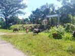 Bengkulu Tengah