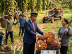 Petani Sawit Bengkulu Tertekan