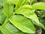 Daun Jambu Biji: Penawar Mencret dari Pekarangan