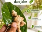 Minuman Herbal Anti-Inflamasi: Rebusan Mengkudu + Jahe yang Perlu Anda Coba