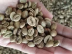 Volume Naik, Pendapatan Turun: Tantangan Baru Industri Kopi