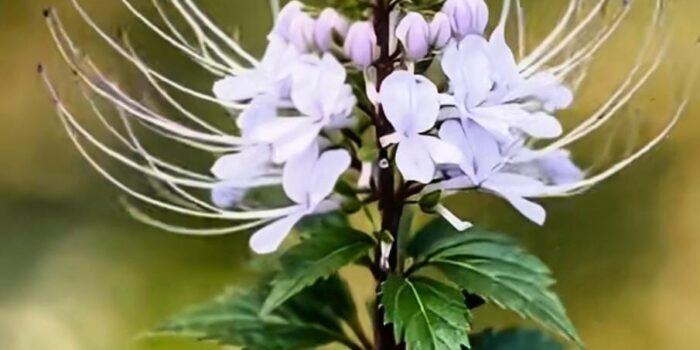 Kumis Kucing: Warisan Herbal yang Kian Dilirik Sains Modern