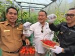 Panen Perdana Cabai Smart Farming, Kepahiang Dorong Pertanian Tahan Cuaca