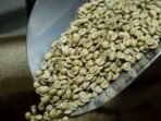 Harga Kakao Dunia Kembali Tersungkur, Stok Melimpah Berhadapan dengan Ancaman Krisis Pasokan